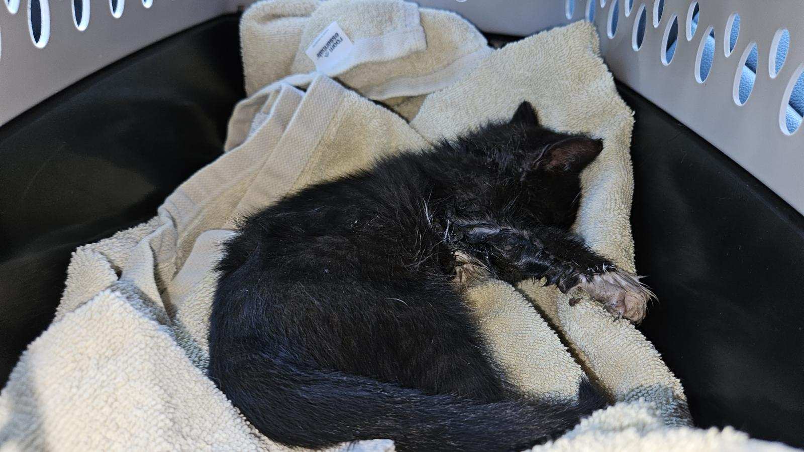 Kitten Gets Trapped in Truck’s Frame, Freed by San Diego Humane Society
