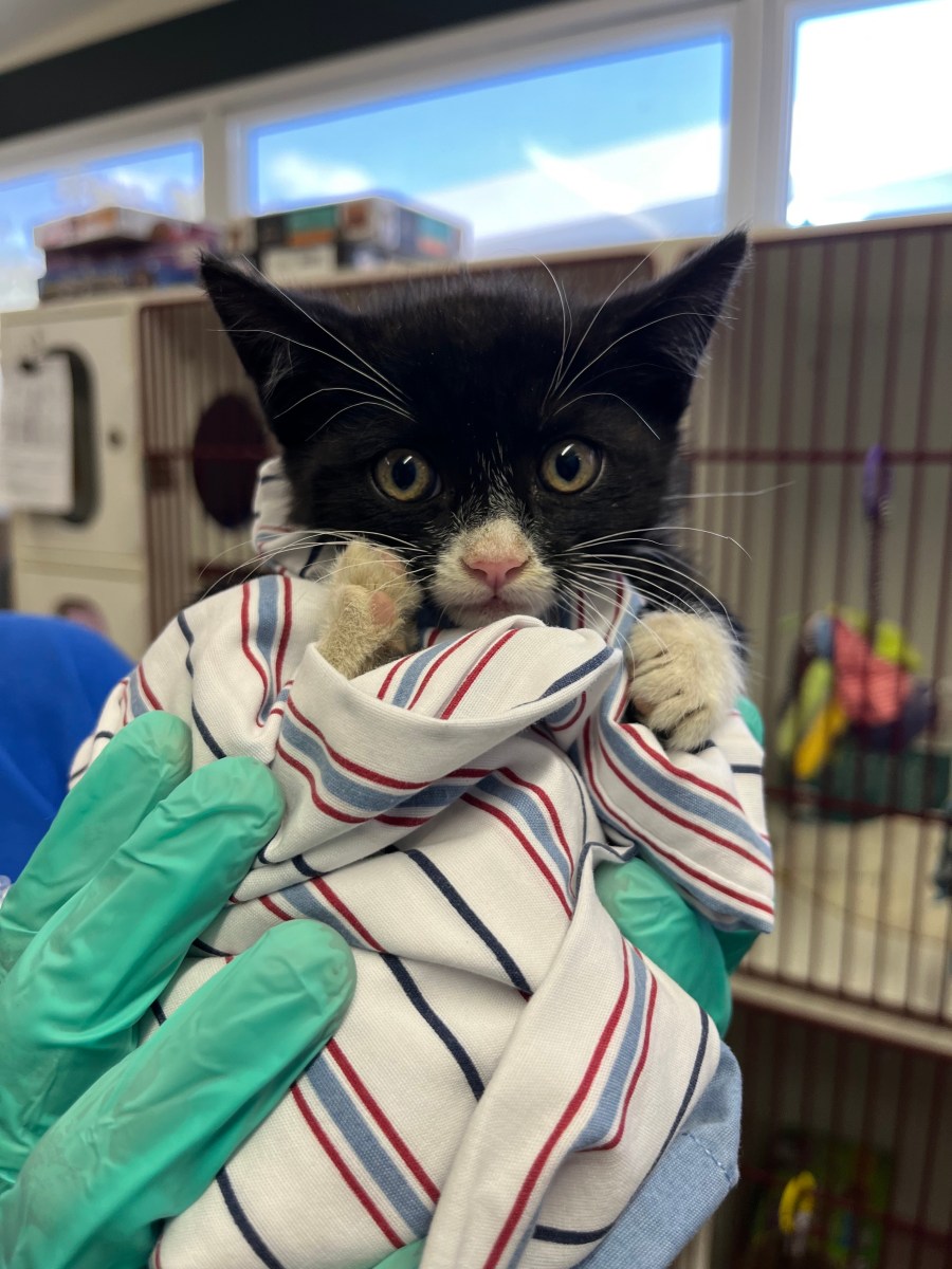 Humane Society frees kitten whose head was trapped in a truck