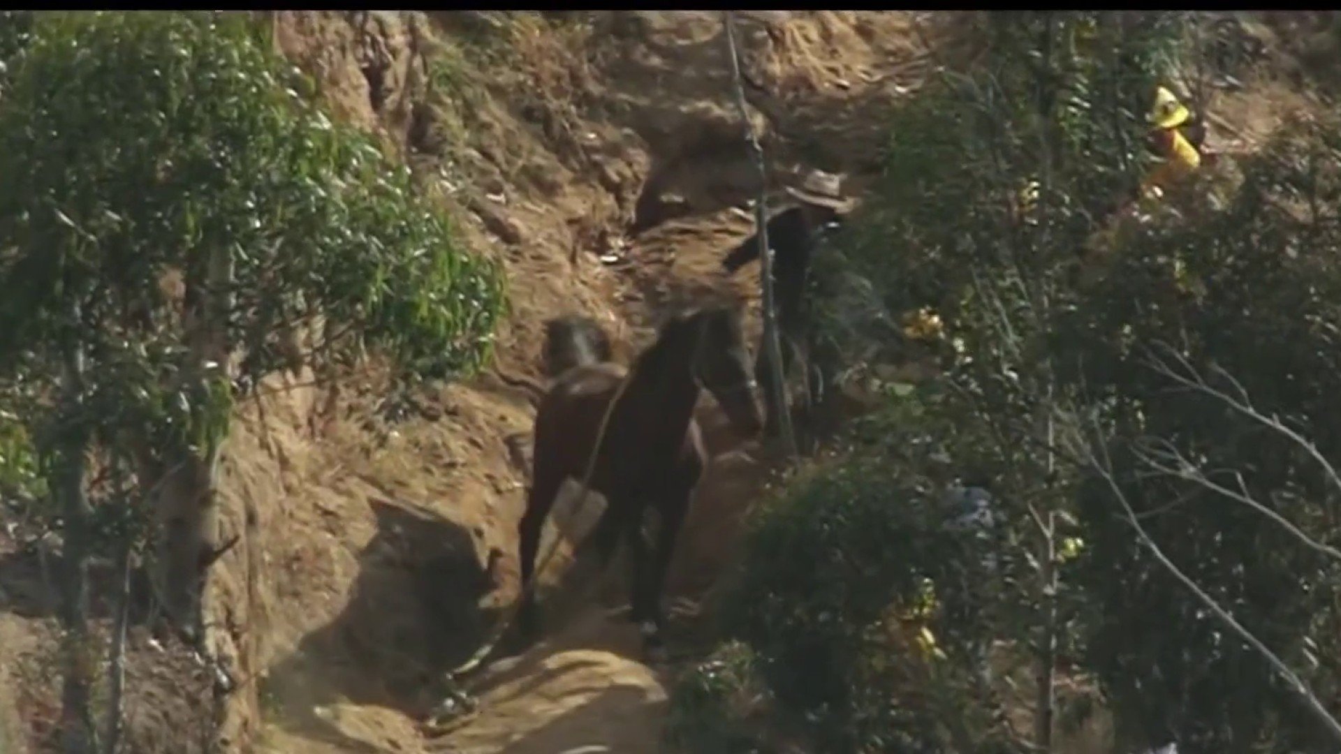 LAFD Firefighters Rescue Horse Trapped in Wedge in Sylmar - Vimarsana News