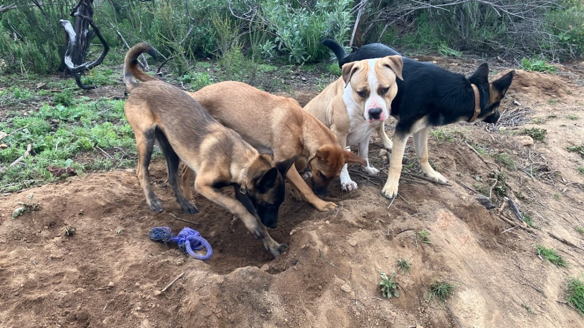 Jamul Neighbors Believe Someone Close By Killed Their Dogs; Deputies