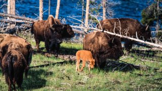 A bison cow and her young calf in a herd along the Madison River in Yellowstone National Park in Wyoming, USA.