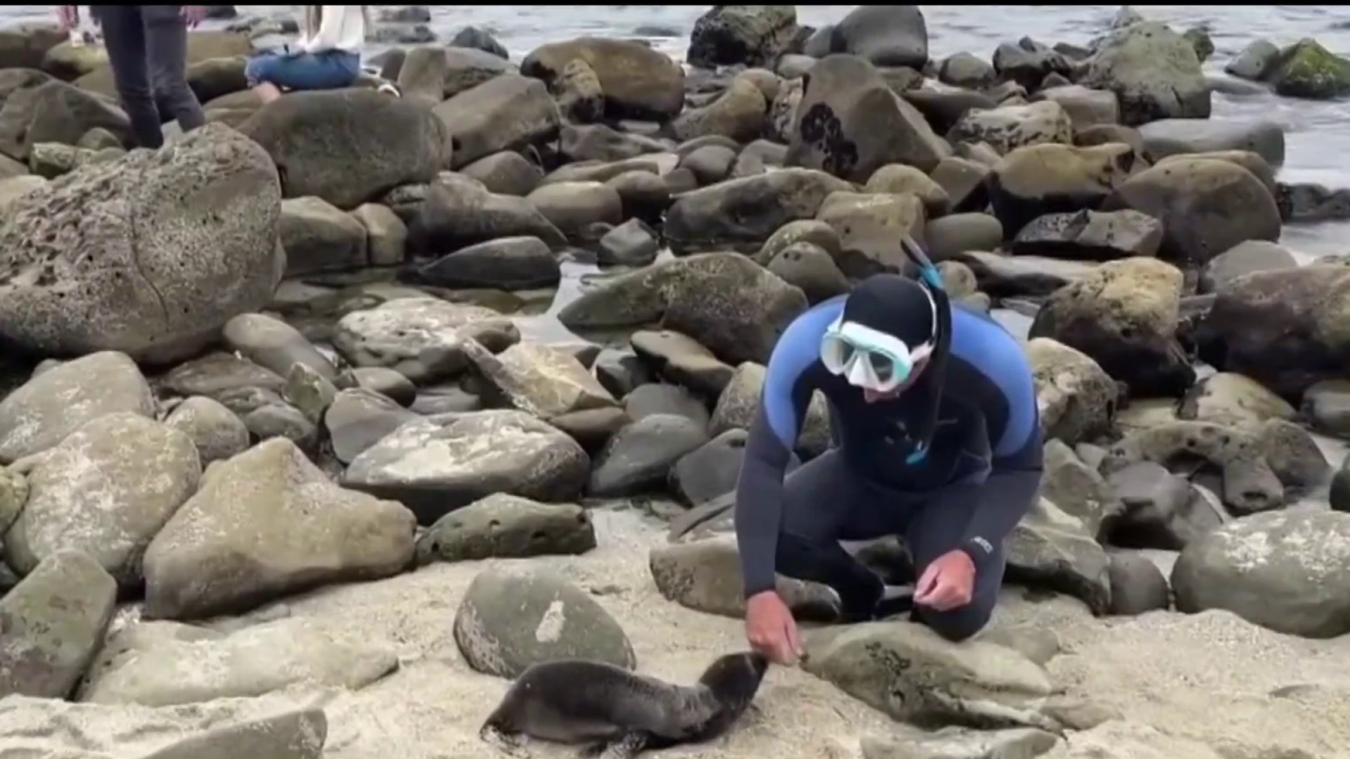 Boomer, Point La Jolla Beaches To Close Year-Round For Sea Lions