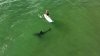 A bigger boat won't help: Great white sharks are thisclose to San Diegans in ocean