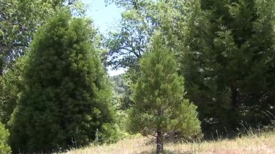 Where can you find sequoia trees in SoCal? Right here in San Diego