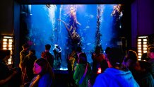 Birch Aquarium at Scripps | Photo: Jordann Tomasek