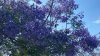 San Diego missing its purple hue as jacaranda season gets delayed start