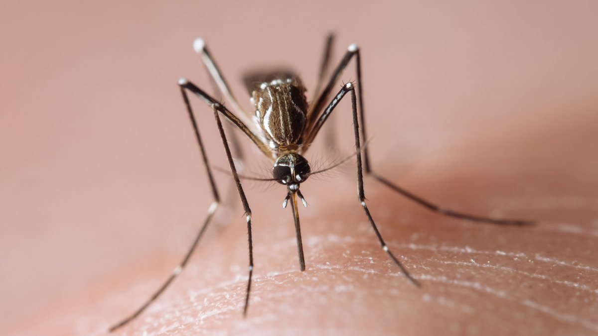 Mosquitoes with West Nile detected in San Diego County – NBC 7 San Diego