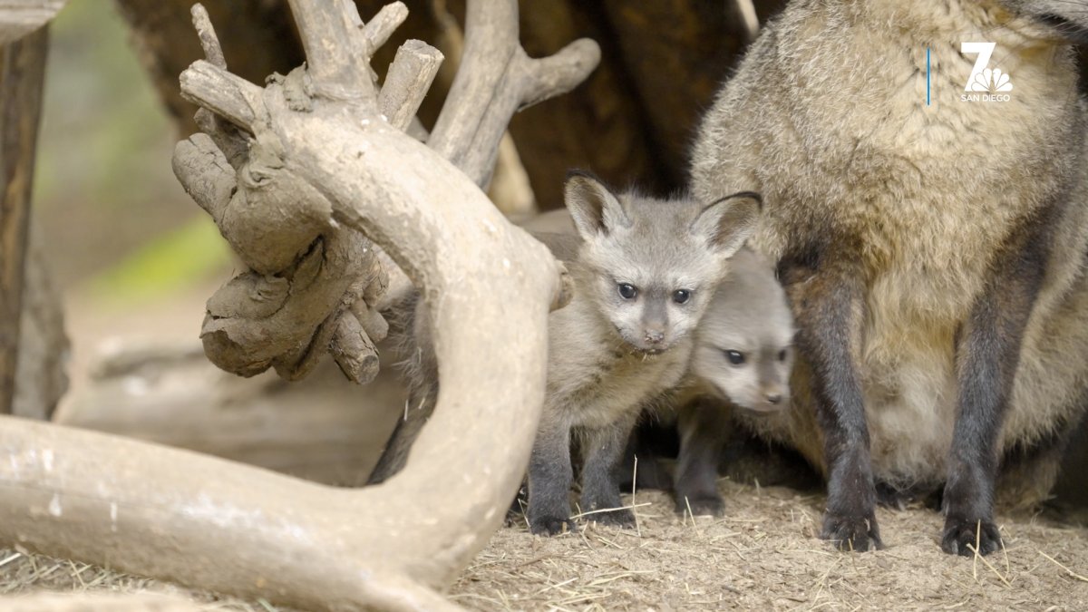 What do the bat-eared fox babies say? The San Diego Zoo has some thoughts –  NBC 7 San Diego