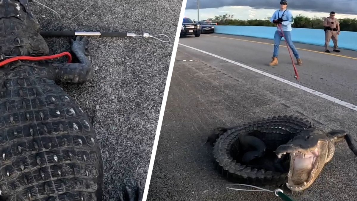 Massive 10-foot gator shuts down 18 Mile Stretch in Key Largo – NBC 7 San Diego - Vimarsana News
