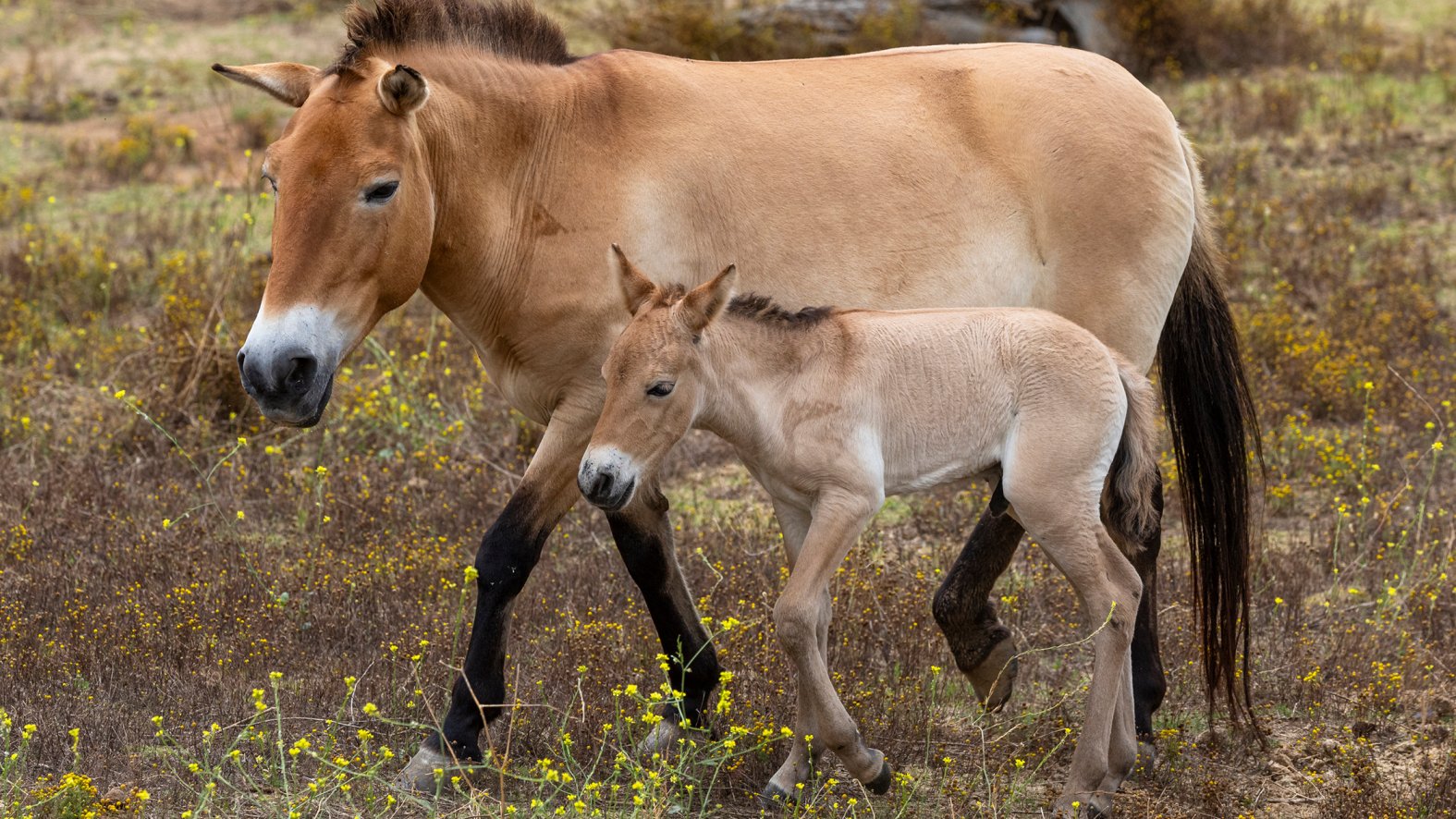 San Diego Zoo Safari Park Welcomes Birth Of Critically Endangered Pony
