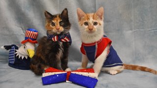 A pair of kittens ready for adoption at the Helen Woordward Animal Center.