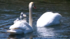 Beloved New York Swan Babies Rescued After Mother Was Eaten by Family, Police Say