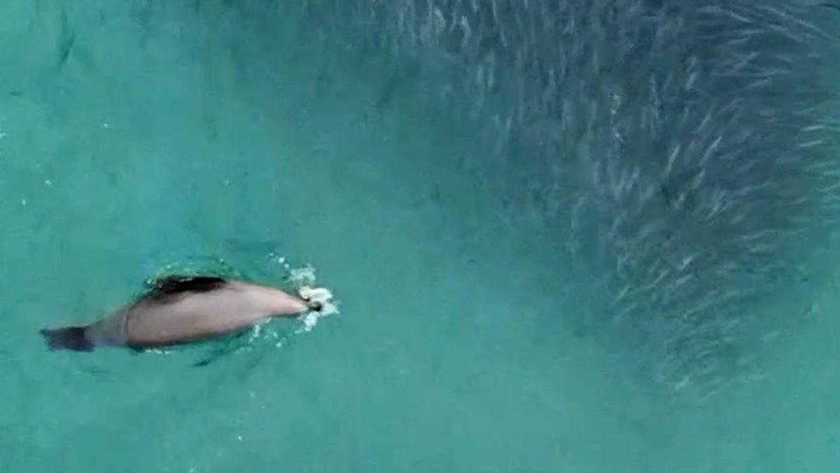 Watch: Sea Lions Feast on Fish off La Jolla Shores – NBC 7 San Diego - Vimarsana News