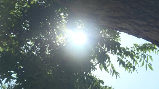 The hot sun shows through tree leaves.