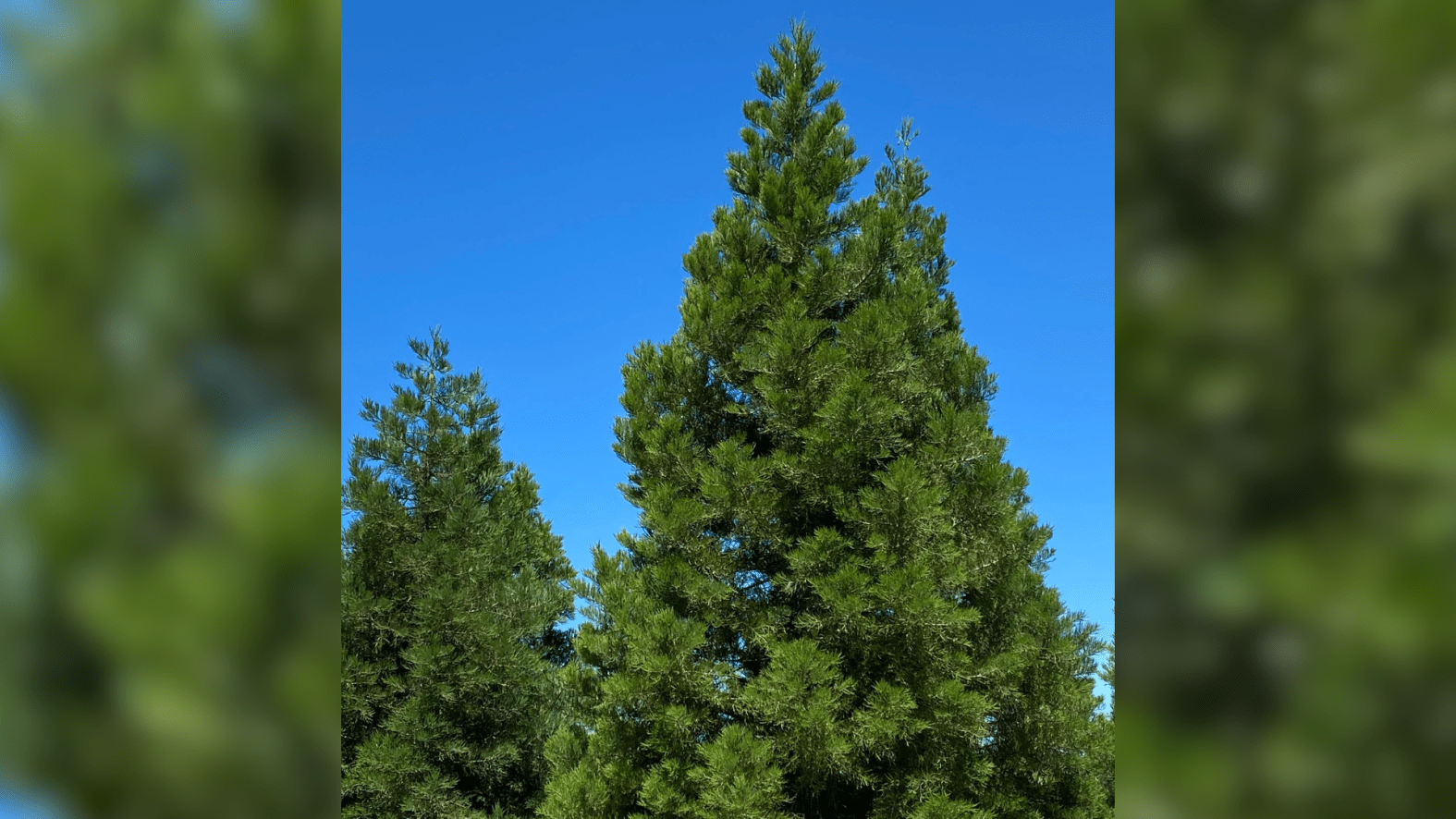 Hamerly Sequoia Grove: Man plants trees not normally found in SoCal ...