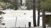 ‘Exciting' Sighting: Second Confirmed Wolverine in California in 100 Years