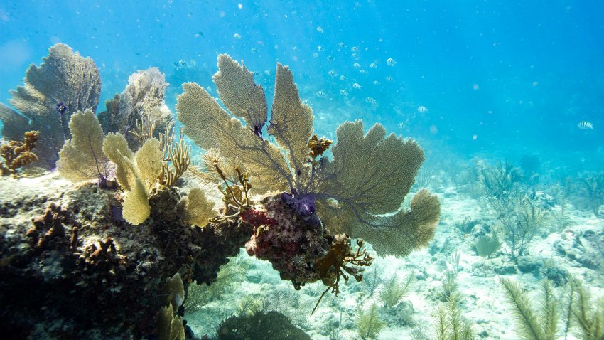 View of a coral reef in Key West, Florida on July 14, 2023. The coral reef, the largest in the continental US, is considered a barrier reef and is around 350 miles (563.27 km) wide from the Dry Tortugas National Park to the St. Lucie Inlet in Martin County, Florida.