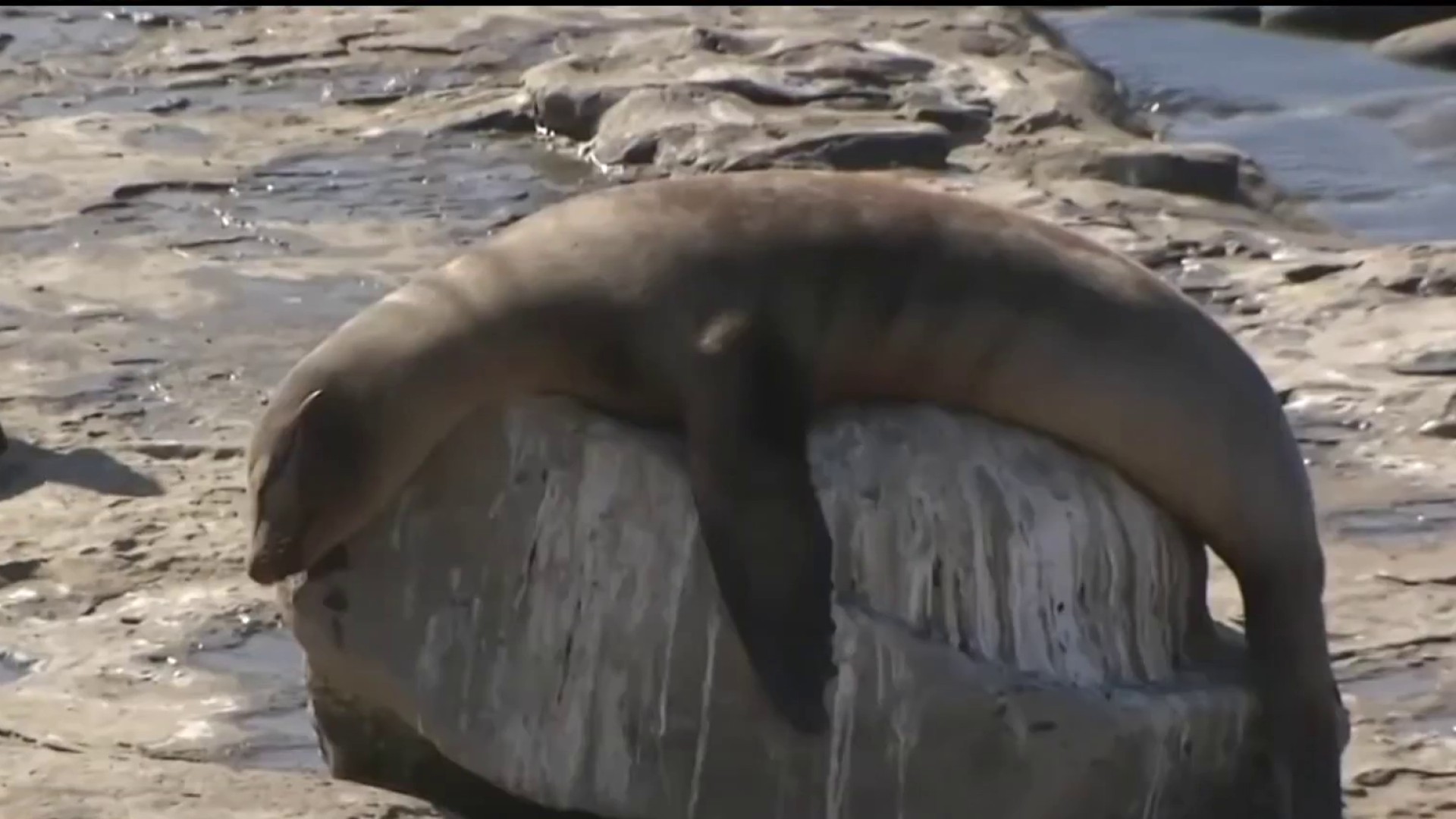 LAUSD students celebrate release of sea lions saved from toxic algae bloom  – Daily News