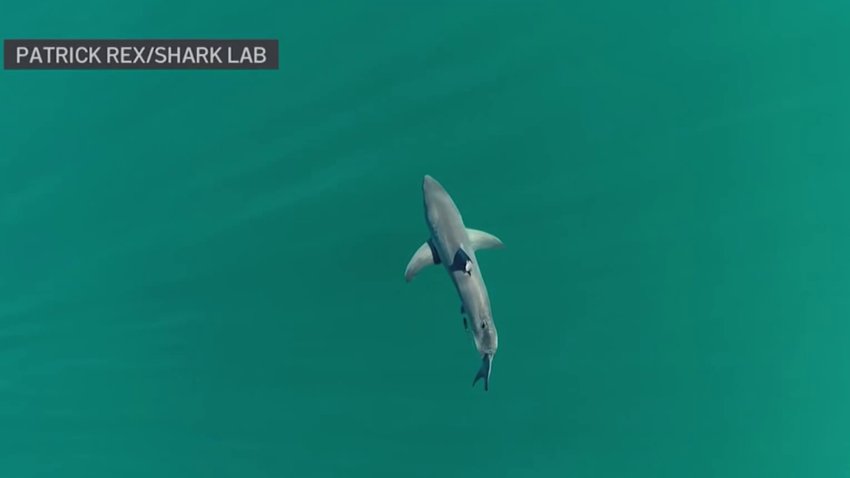 Shark sightings rise in San Diego