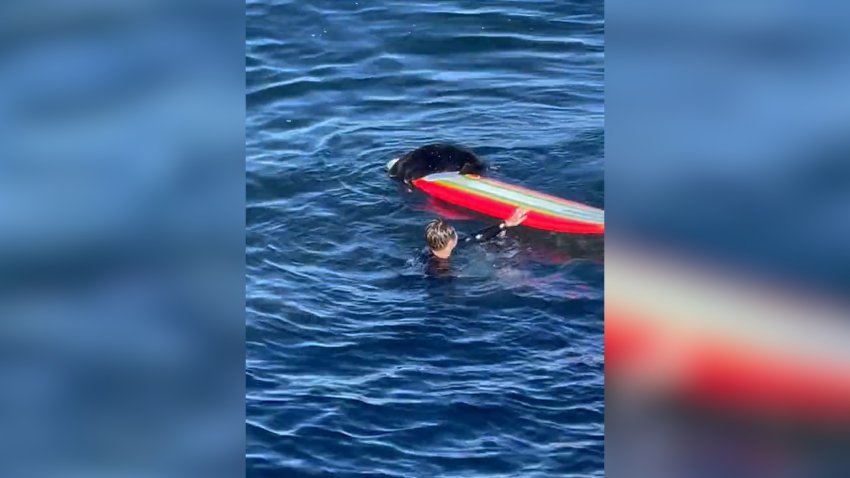 A sea otter climbs on top of a surfboard.