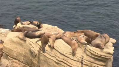 The 5 Best Spots to View Seals and Sea Lions in La Jolla