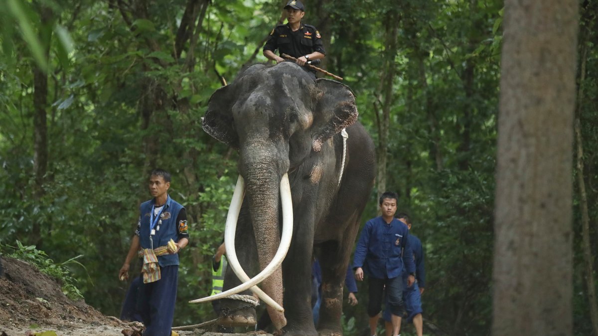 Elephant returns to Thailand for medical care after years of alleged abuse in Sri Lanka – NBC 7 San Diego - Vimarsana News