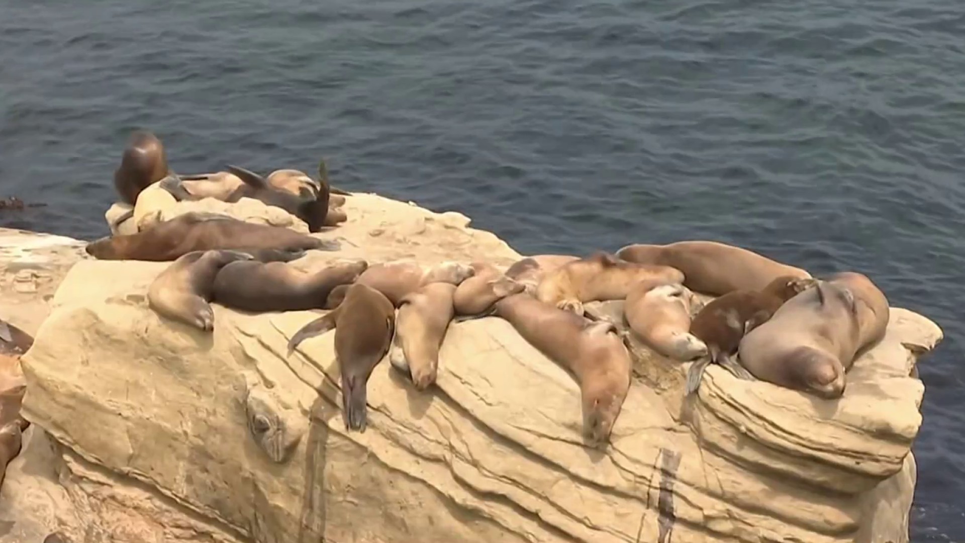 La Jolla's Seal Problem 