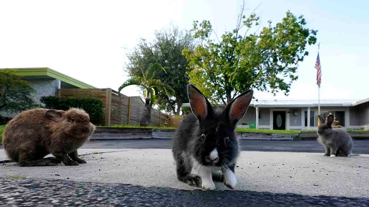 Invasion of domestic rabbits has a Florida suburb hopping into a hunt for new owners – NBC 7 San Diego - Vimarsana News