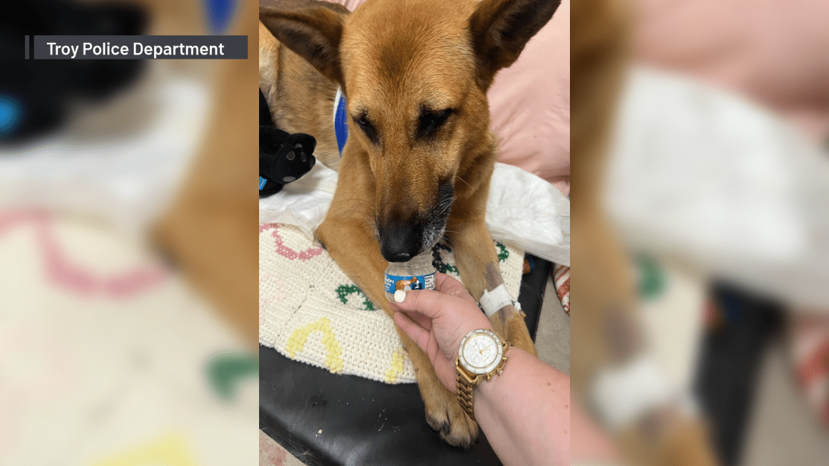 Police dog stabbed 12 times during burglary pursuit expected to make a