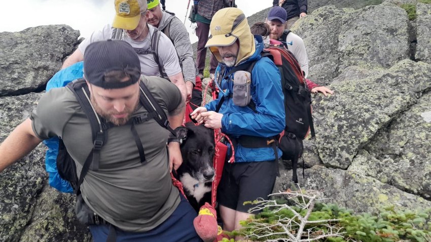 Bruno the dog was carried down from Mt. Jefferson after he was injured during a hike.