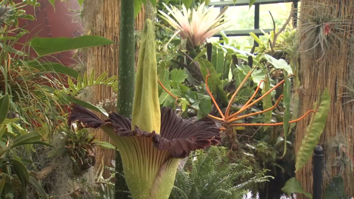 Stinkin' good news: Corpse flower blooming at San Diego Botanic