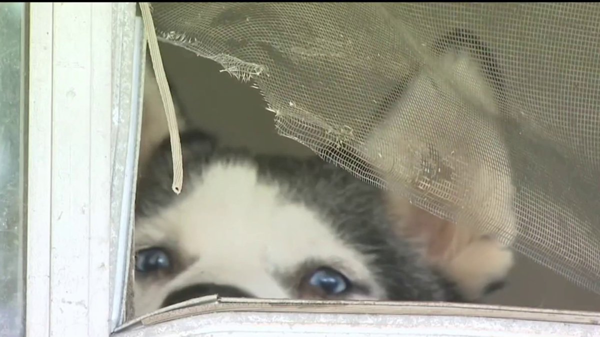 El Cajon neighbors worried about dogs allegedly abandoned inside home