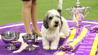 NEW YORK, NEW YORK – MAY 09: Buddy Holly, the Petit Basset Griffon Vendeen, winner of the Hound Group, wins Best in Show at the 147th Annual Westminster Kennel Club Dog Show Presented by Purina Pro Plan at Arthur Ashe Stadium on May 09, 2023 in New York City. (Photo by Cindy Ord/Getty Images for Westminster Kennel Club)