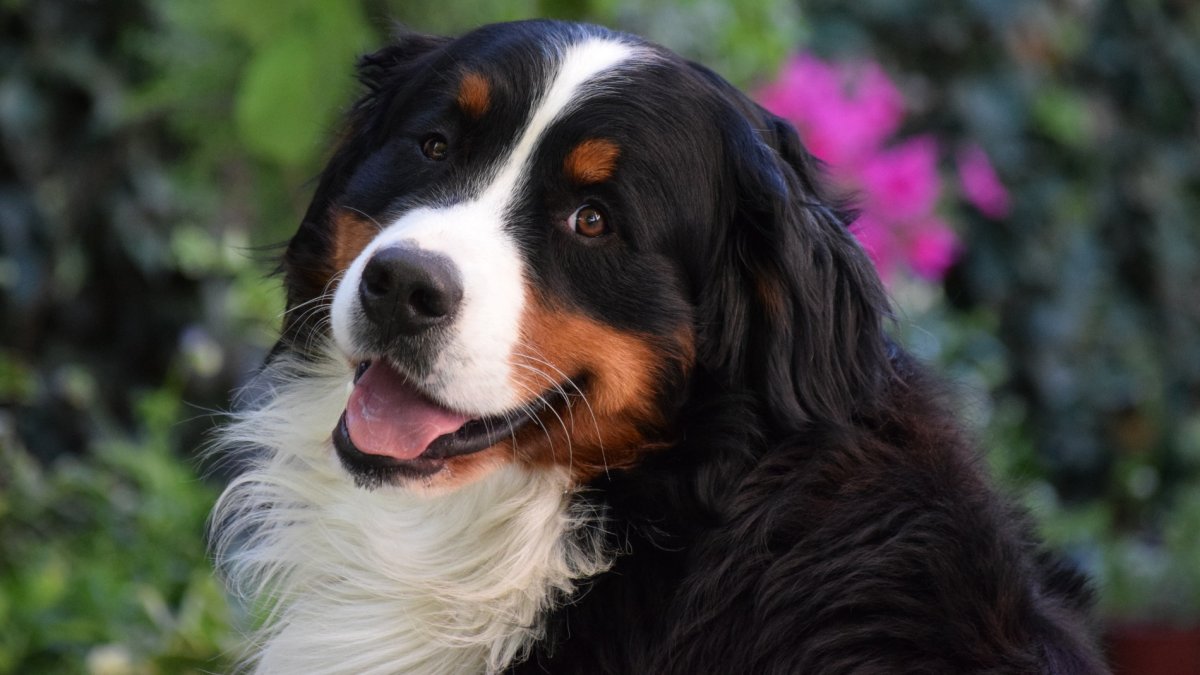 Dozens of Bernese Mountain Dogs will romp at this oceanclose pumpkin