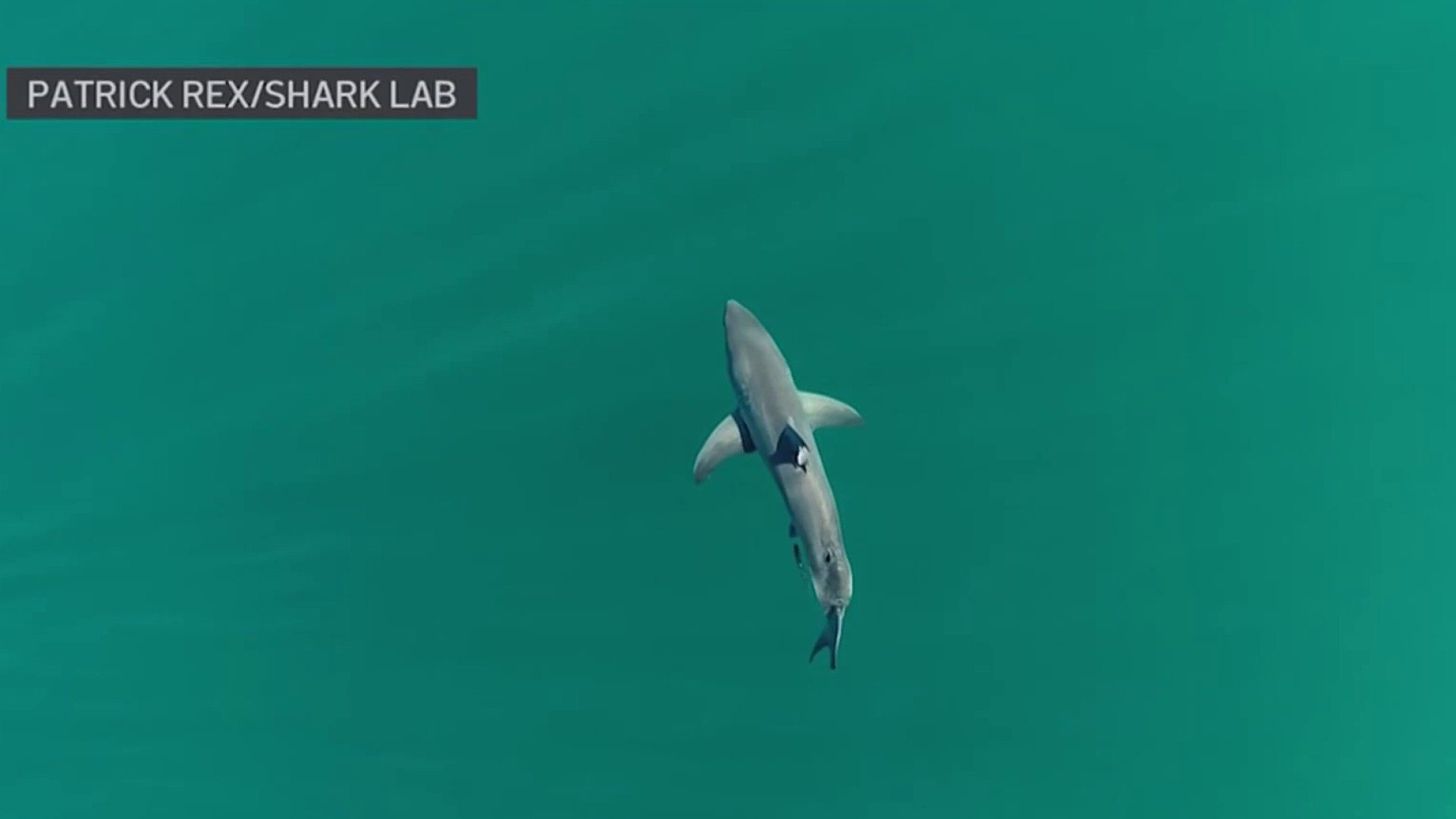 Shark sightings rise in San Diego: What this means, according to a biologist – NBC 7 San Diego - Vimarsana News
