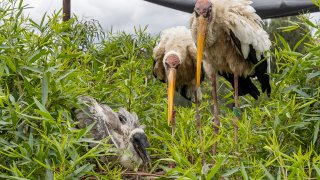 Milky storks at the San Diego Zoo Safari Park.