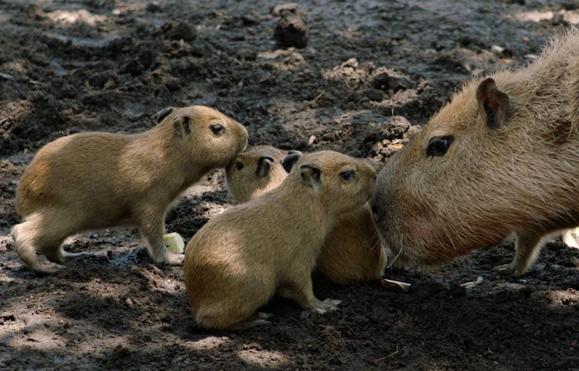 Northumberland Zoo welcomes four cute capybara pups