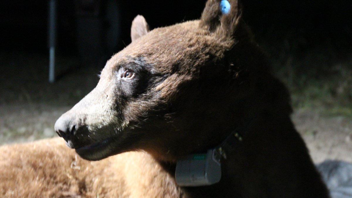 Rambling bear BB-12 killed on 101 Freeway northwest of LA – NBC 7 San Diego - Vimarsana News