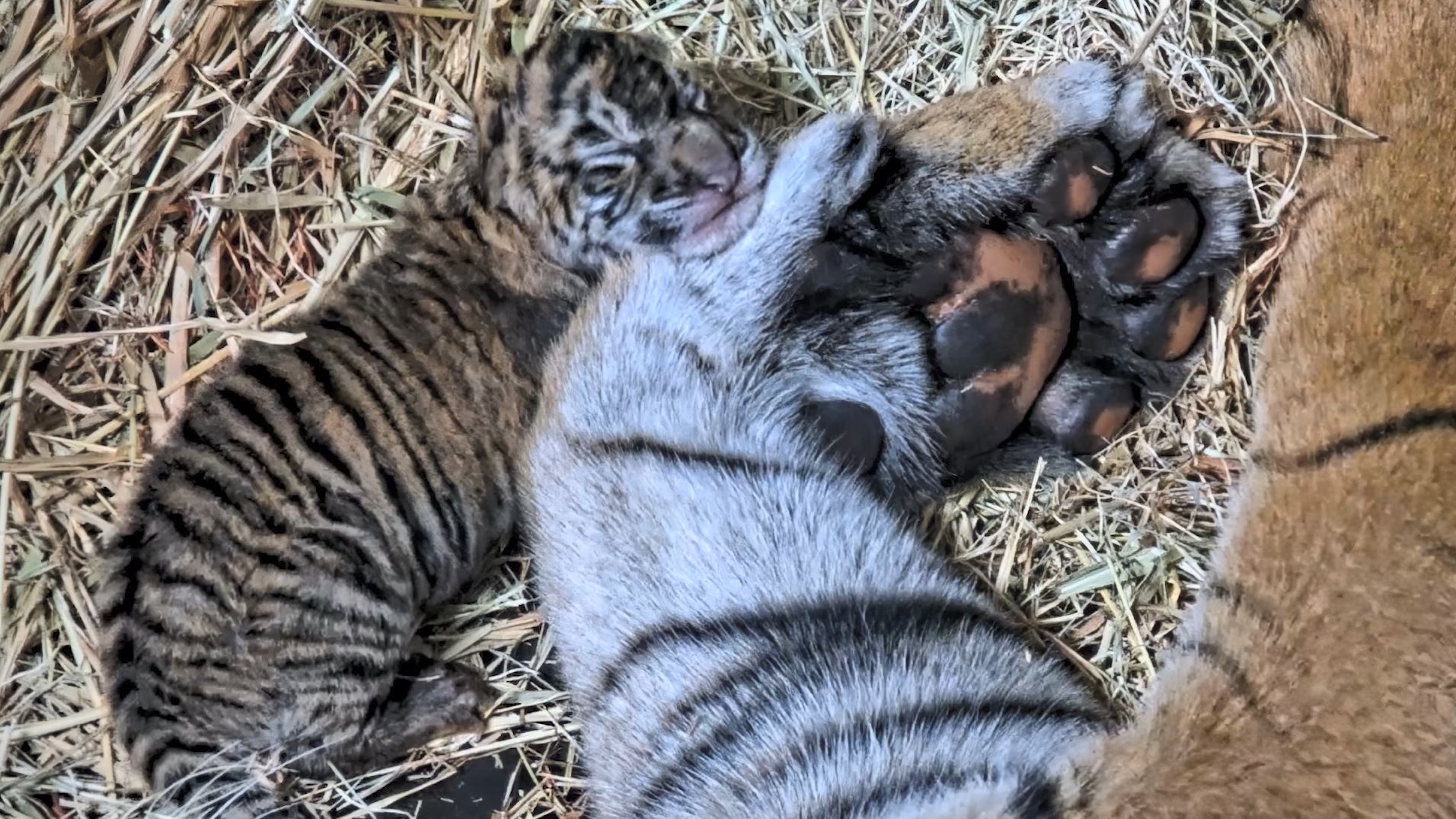 Adorable Sumatran tiger cubs born at San Diego Zoo's Safari Park