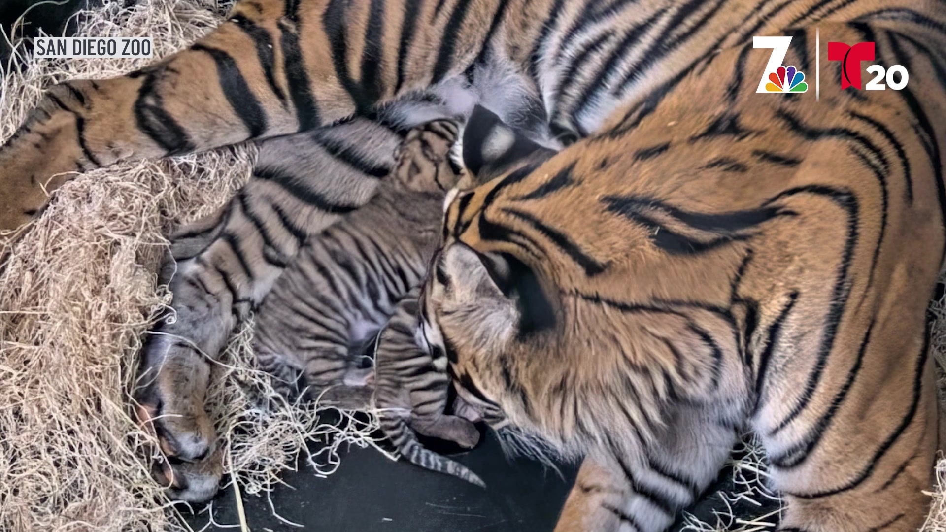 Newborn Brother And Sister Tiger Cubs Introduced At The San Diego Zoo