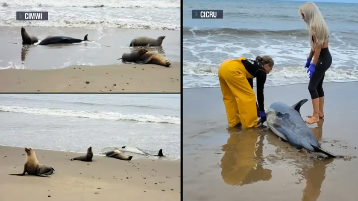 WATCH: Sea lions charge at tourists on San Diego beach