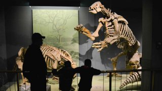 Visitors check out skeletons of prehistoric skeleton of a giant sloths at the Smithsonians National Museum of Natural History on Friday, March 28, 2014, in Washington, DC.