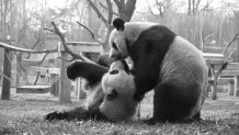 Ling-Ling and Hsing-Hsing, March, 1985