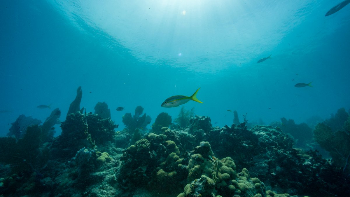 Global ocean temperatures are now hotter than ever — with far-reaching consequences for the planet - Vimarsana News