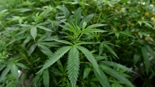 A proposed constitutional amendment for recreational marijuana is under review by the Florida Supreme Court.