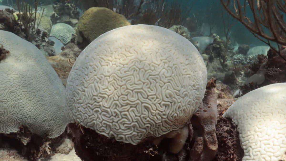Conditions are ripe for a global coral bleaching event: 'Florida is just the tip of the iceberg' – NBC 7 San Diego - Vimarsana News