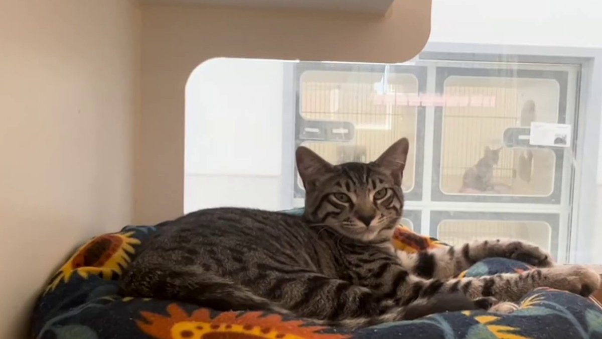 NBC 7, Telemundo 20 and local animal shelters team up to Clear the ...