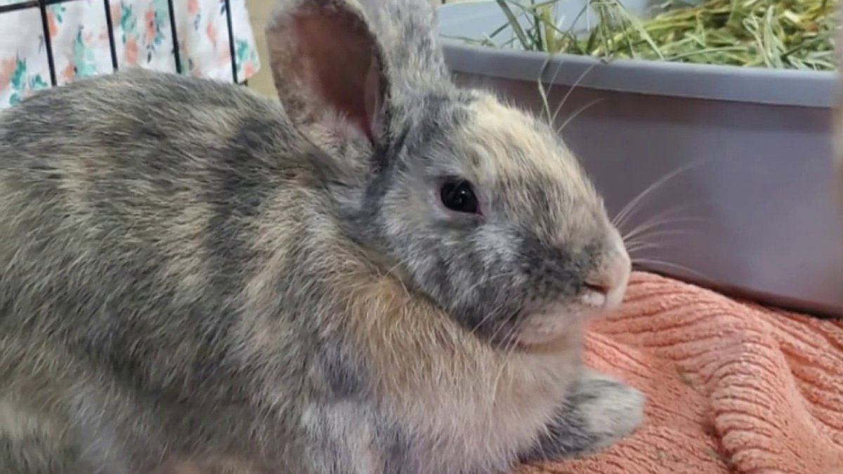 Multicouluerd Rabbit Meet Bing: A multi-color Californian rabbit ready for adoption in ...