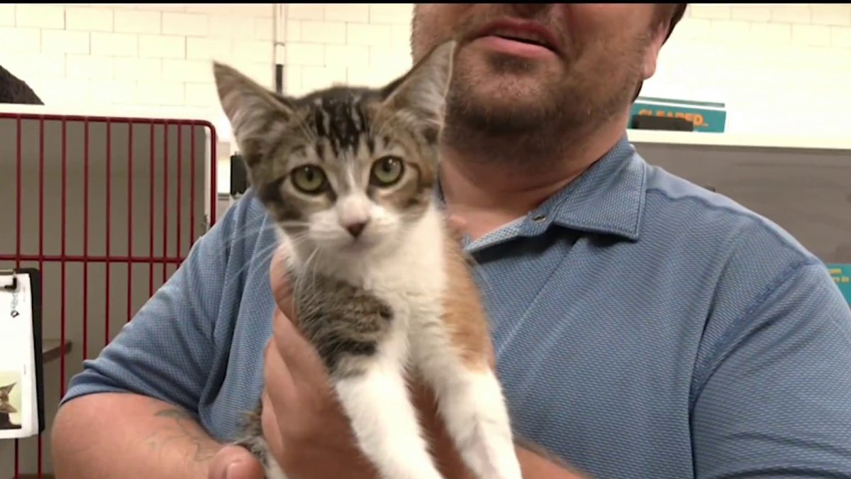 Hundreds of pets adopted at NBC 7 & T20’s ‘Clear The Shelters’ Event