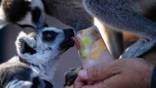 A ring-tailed lemur licks a fruit popsicle, at the Attica Zoological Park in Spata suburb, eastern Athens, Friday, Aug. 4, 2023.